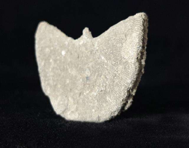 Diploctenium subcirulare MILNE-EDWARDS & HAIME 1848 - Bild © FossNet FossilienStore